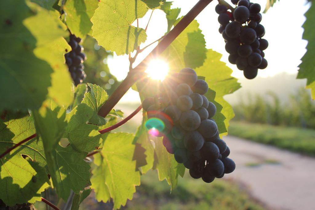 Schroeders Wein-Style-Hotel Trier Bagian luar foto